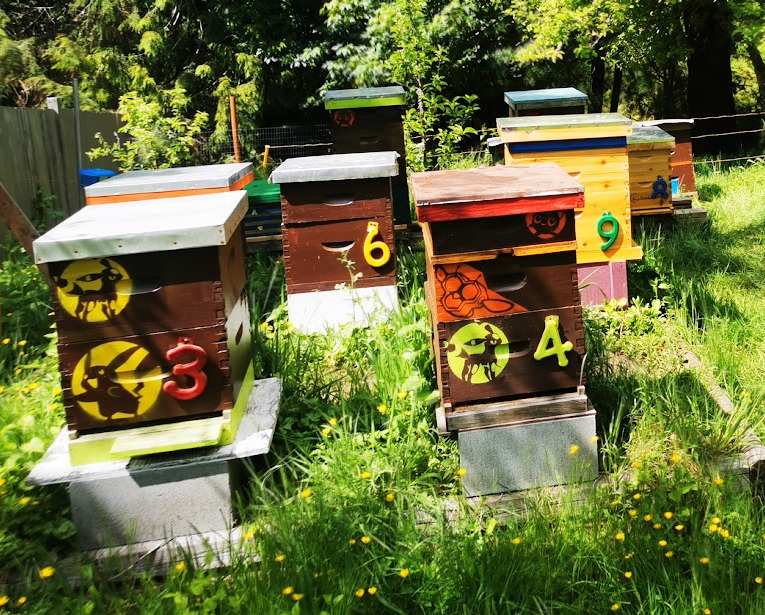 The Ella Park Honey apiary on a sunny day