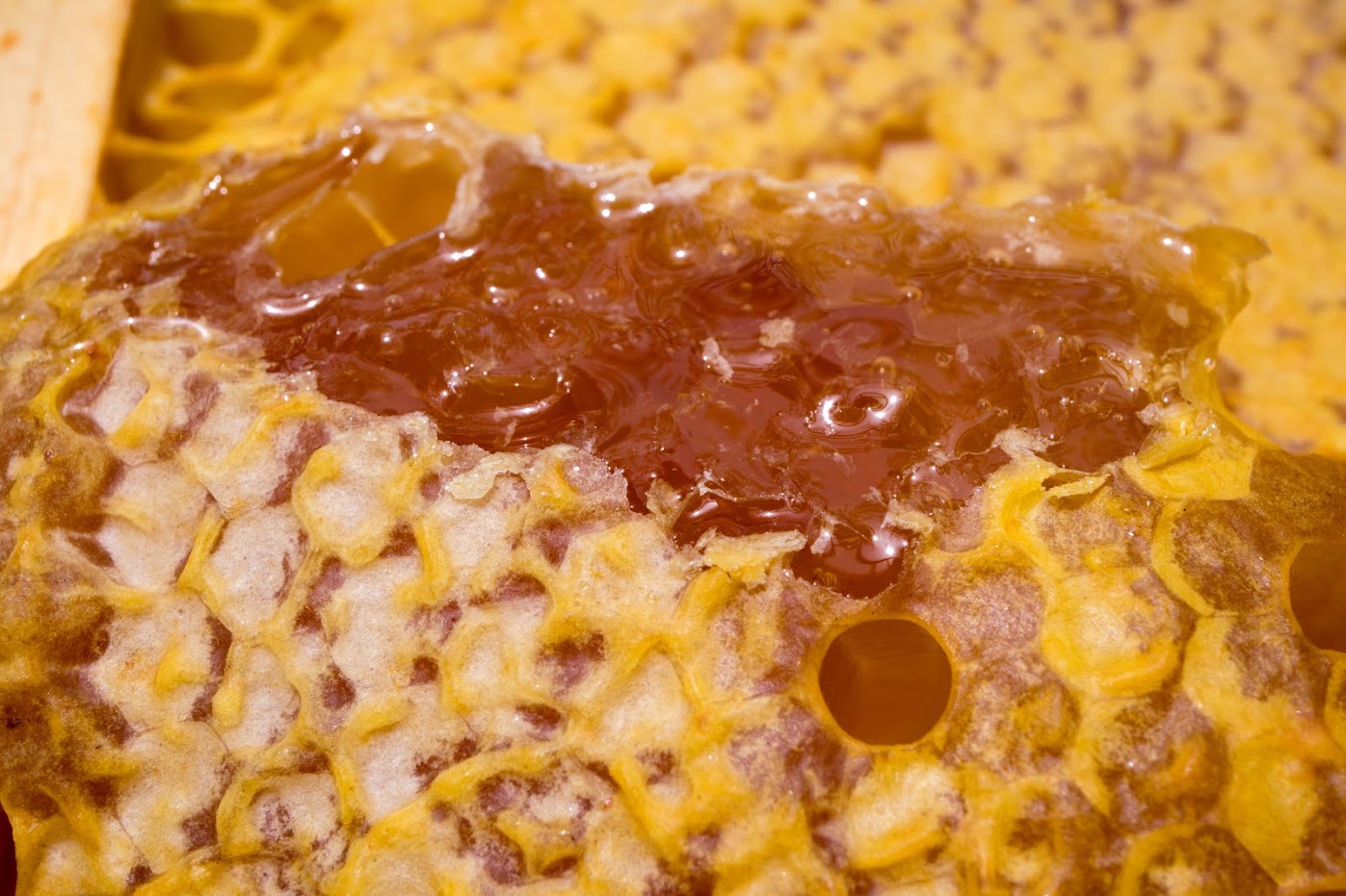 A close up of rich honeycomb