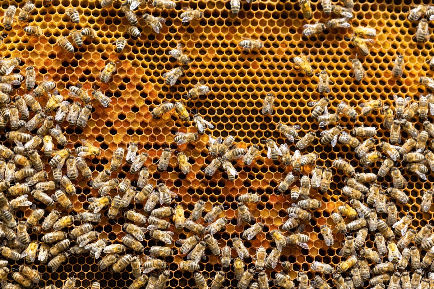 A beehive frame covered in bees and pollen